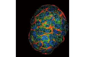Confocal immunofluorescent analysis of GBE1 Antibody (Center) (ABIN653459 and ABIN2842890) with HepG2 cell followed by Alexa Fluor?