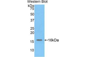 Western blot analysis of the recombinant protein. (H2AFJ anticorps  (AA 3-129))