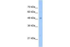 Western Blotting (WB) image for anti-Tigger Transposable Element Derived 3 (TIGD3) antibody (ABIN2463251) (TIGD3 anticorps)