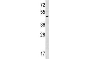 RNF41 antibody western blot analysis in 293 lysate.