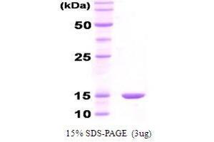 Figure annotation denotes ug of protein loaded and % gel used. (GroES Protéine)