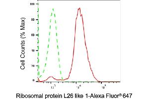 anti-Ribosomal Protein L26-Like 1 (RPL26L1) antibody