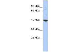 Western Blotting (WB) image for anti-Purine-Rich Element Binding Protein A (PURA) antibody (ABIN2458331) (PURA anticorps)