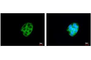 ICC/IF Image CES2 antibody detects CES2 protein at cytoplasm by immunofluorescent analysis. (CES2 anticorps)