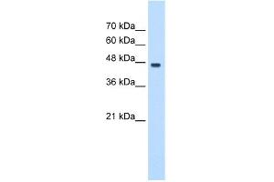 WB Suggested Anti-PA2G4 Antibody Titration:  0. (PA2G4 anticorps  (C-Term))