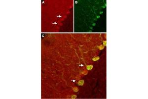 Expression of Nogo receptor in rat cerebellum - Immunohistochemical staining of rat cerebellum using Anti-Nogo Receptor (extracellular) Antibody (ABIN7043601, ABIN7044757 and ABIN7044758). (RTN4R anticorps  (Extracellular))