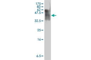 Western Blot detection against Immunogen (38.