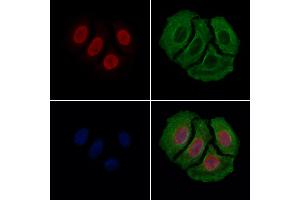 ABIN6262334 and ABIN6279483 staining Hela cells by IF/ICC. (HNRPDL anticorps  (C-Term))