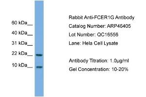 WB Suggested Anti-FCER1G  Antibody Titration: 0. (FCER1G anticorps  (N-Term))