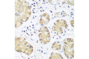 Immunohistochemistry of paraffin-embedded human stomach using TRH antibody at dilution of 1:100 (40x lens). (TRH anticorps)