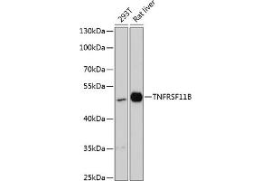 Western blot analysis of extracts of various cell lines, using TNFRSF11B antibody (ABIN6128879, ABIN6149313, ABIN6149314 and ABIN6217181) at 1:3000 dilution. (Osteoprotegerin anticorps  (AA 22-280))