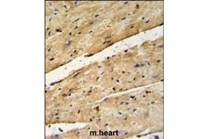 B3GNT7 Antibody (Center) (ABIN650989 and ABIN2840025) IHC analysis in formalin fixed and paraffin embedded mouse heart tissue followed by peroxidase conjugation of the secondary antibody and DAB staining. (B3GNT7 anticorps  (AA 256-282))