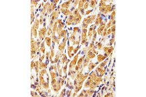 anti-Glyceraldehyde-3-Phosphate Dehydrogenase (GAPDH) antibody