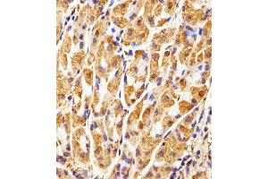 Immunohistochemical analysis of paraffin-embedded H. (GAPDH anticorps)