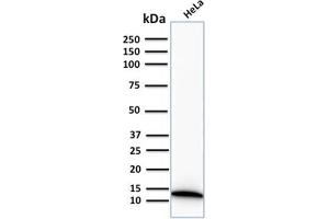 Western Blot Analysis of human HeLa cell lysate using S100A4 Recombinant Rabbit Monoclonal Antibody (S100A4/2750R). (Recombinant s100a4 anticorps  (AA 1-200))
