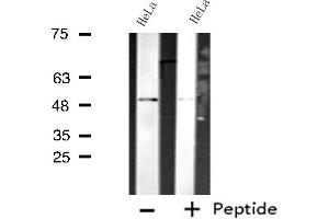 Western blot analysis of extracts from HeLa cells using CDC20 antibody.