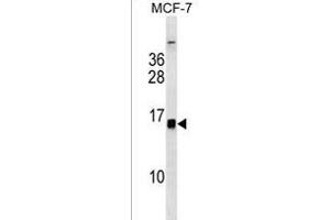 anti-HIST1H2BH,HIST1H2BK,HIST3H2BB (AA 26-52) antibody