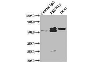 Immunoprecipitating PRUNE1 in HepG2 whole cell lysate Lane 1: Rabbit control IgG instead of ABIN7152277 in HepG2 whole cell lysate. (Exopolyphosphatase PRUNE1 (PRUNE1) (AA 1-168) anticorps)