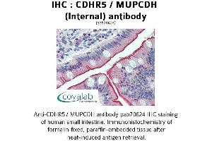 Image no. 1 for anti-Mucin and Cadherin-Like (CDHR5) (Internal Region) antibody (ABIN1732924) (CDHR5 anticorps  (Internal Region))