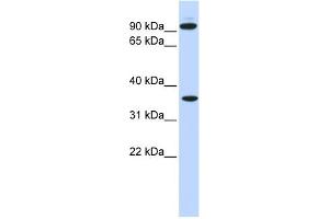 WB Suggested Anti-EXT2 Antibody Titration:  0.