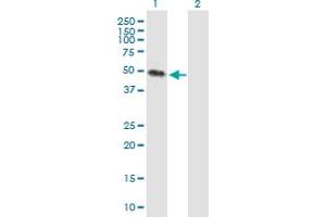 Western Blot analysis of KREMEN2 expression in transfected 293T cell line by KREMEN2 MaxPab polyclonal antibody. (KREMEN2 anticorps  (AA 1-420))