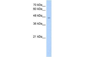 WB Suggested Anti-RHAG Antibody Titration:  1. (RHAG anticorps  (Middle Region))
