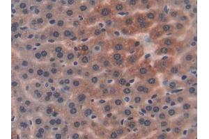 DAB staining on IHC-P; Samples: Mouse Liver Tissue (PON1 anticorps  (AA 2-186))