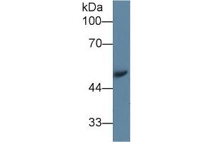 Western Blot; Sample: Mouse Serum; Primary Ab: 1µg/ml Rabbit Anti-Mouse AGT Antibody Second Ab: 0. (AGT anticorps  (AA 23-477))