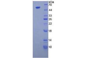 SDS-PAGE analysis of Human Tubulin beta 3 Protein. (TUBB3 Protéine)