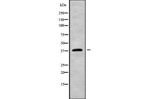 Western blot analysis FUT2 using HT29 whole cell lysates (FUT2 anticorps  (Internal Region))