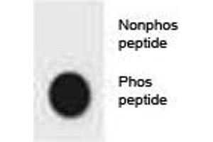 Dot blot analysis of phospho-CDKN2A antibody.