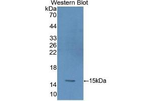 Detection of Recombinant GYPA, Human using Polyclonal Antibody to Glycophorin A (GYPA) (CD235a/GYPA anticorps  (AA 20-91))