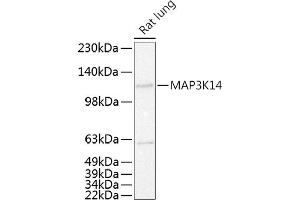 Western blot analysis of extracts of Rat lung, using MK14 antibody (ABIN6130536, ABIN6143497, ABIN6143498 and ABIN6215270) at 1:500 dilution. (MAP3K14 anticorps  (AA 648-947))