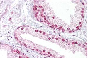Immunohistochemistry with Prostate tissue at an antibody concentration of 5µg/ml using anti-TCEA1 antibody (ARP33407_P050) (TCEA1 anticorps  (N-Term))