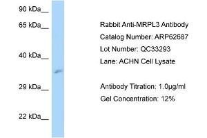 Western Blotting (WB) image for anti-Mitochondrial Ribosomal Protein L3 (MRPL3) (N-Term) antibody (ABIN2789211) (MRPL3 anticorps  (N-Term))
