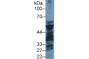 Western blot analysis of Mouse Pancreas lysate, using Rat PL Antibody (1 µg/ml) and HRP-conjugated Goat Anti-Rabbit antibody ( (PNLIP anticorps  (AA 47-280))