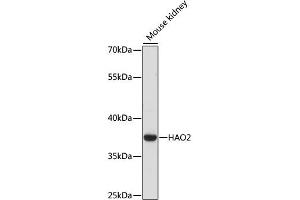 Western blot analysis of extracts of Mouse kidney, using HAO2 antibody (ABIN6289970) at 1:1000 dilution. (Hydroxyacid Oxidase 2 (HAO2) anticorps)