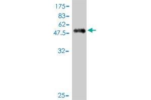 Western Blot detection against Immunogen (50.