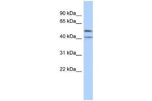 Western Blot showing ZNF566 antibody used at a concentration of 1-2 ug/ml to detect its target protein. (ZNF566 anticorps  (Middle Region))