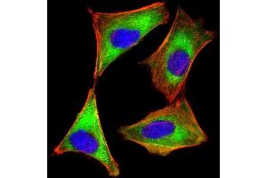 Immunofluorescent analysis of 4% paraformaldehyde-fixed, 0.