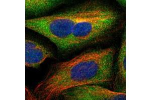 Immunofluorescent staining of U-2 OS cells with SCRN1 polyclonal antibody  (Green) shows localization to cytosol. (Secernin 1 anticorps)