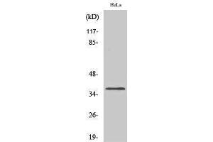 Western Blotting (WB) image for anti-Olfactory Receptor, Family 4, Subfamily Q, Member 3 (OR4Q3) (C-Term) antibody (ABIN3176563) (OR4Q3 anticorps  (C-Term))