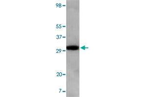 Western blot analysis using Aspscr1 monoclonal antibody, clone 4A11A6G11  against NIH/3T3 cell lysate.