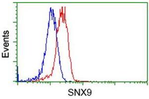 Image no. 3 for anti-Sorting Nexin 9 (SNX9) antibody (ABIN1501050) (SNX9 anticorps)