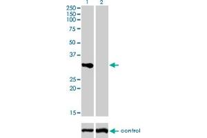 Western blot analysis of TNFRSF7 over-expressed 293 cell line, cotransfected with TNFRSF7 Validated Chimera RNAi (Lane 2) or non-transfected control (Lane 1).