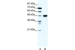 WB Suggested Anti-ENO1 Antibody Titration:  1. (ENO1 anticorps  (C-Term))