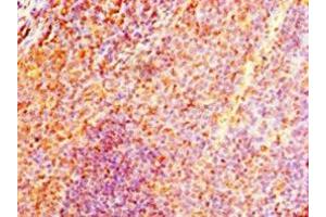 Immunohistochemistry of paraffin-embedded human tonsil tissue using ABIN7161584 at dilution of 1:100