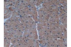 Detection of INS in Mouse Heart Tissue using Polyclonal Antibody to Insulin (INS)