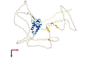 AlphaFold protein structure predicition of Human Recombinant FOXF2 Protein, UniprotID Q12947