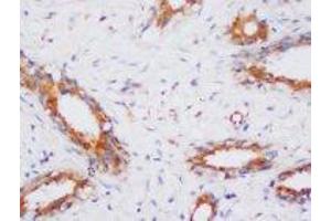 Image no. 1 for anti-Protein Phosphatase 2, Catalytic Subunit, alpha Isozyme (PPP2CA) (N-Term) antibody (ABIN1495037)